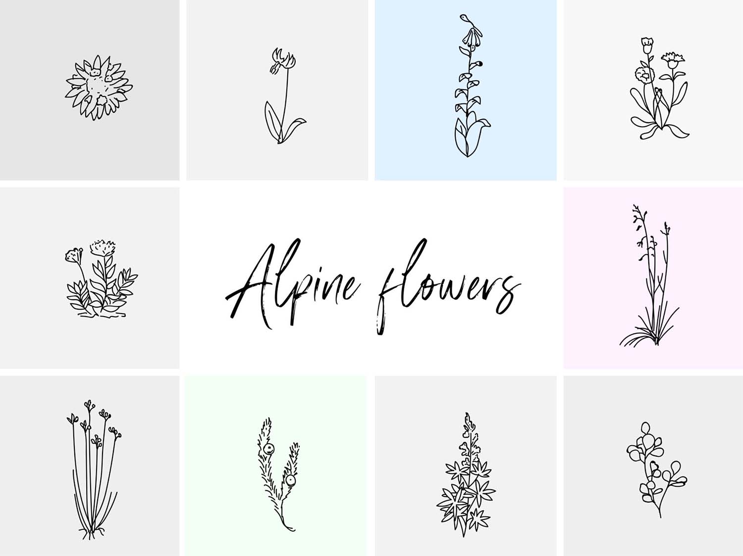 Alpine Flowers